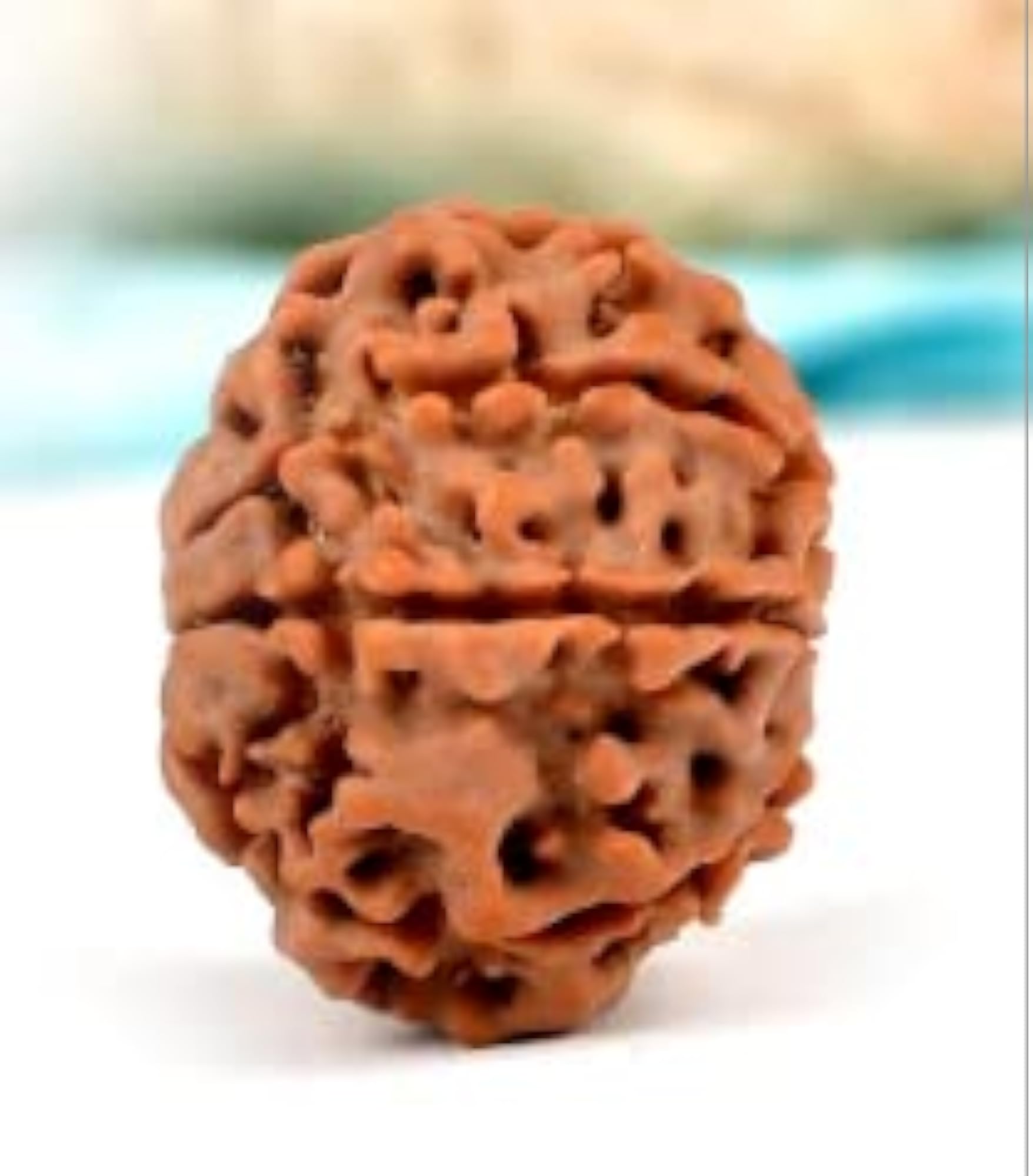 8 Mukhi Rudraksha Nepali Beads, Genuine Lab Certified